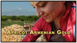 Apricot Armenian Gold